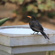Public urged to provide water for garden birds