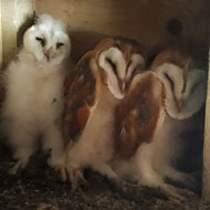 Owl chicks ringed by scientists for monitoring scheme