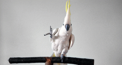 Parrot performs 16 dance moves, scientists say