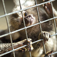 Labour announces plans to ban pet primates
