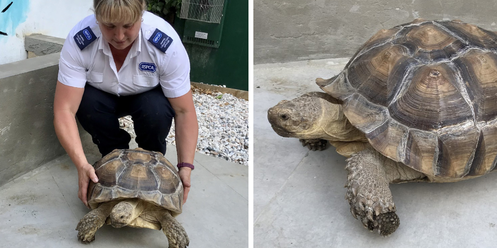 Microchip reminder after giant tortoise found wandering through field