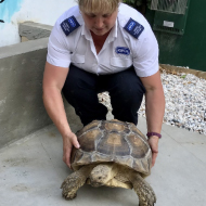 Microchip reminder after giant tortoise found wandering through field