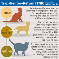 High-intensity TNR 'most effective way 