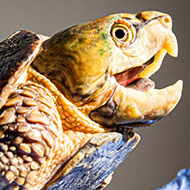 Endangered turtles rescued from smugglers