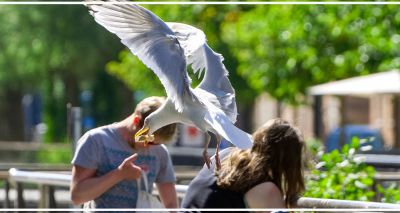 Staring down seagulls could save your chips, study finds