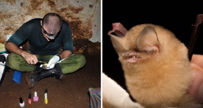 'Bat manicures' help to save rare species