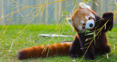 Zoo inundated with bamboo donations