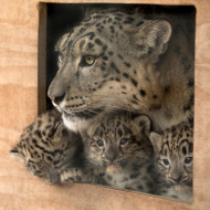 Snow leopard cubs born at Highland Wildlife Park