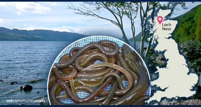Loch Ness Monster may be an eel, study suggests