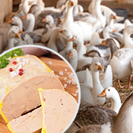 New York to ban sale of foie gras