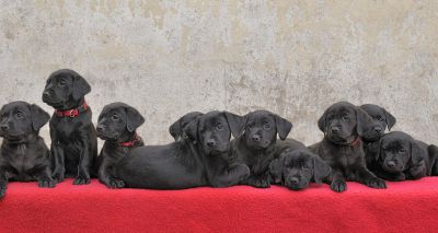 Labrador gives birth to 13 puppies