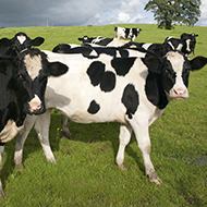 NOAH welcomes commitment to animal health and welfare in Queen's Speech