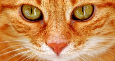 New study finds certain people are 'cat whisperers'