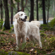 Vets confirm further five cases of Alabama rot