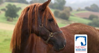 Guides to help horse owners 'cut costs not care'