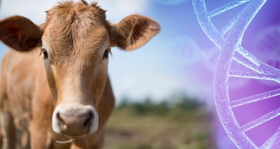 Cow DNA research could extend life expectancy