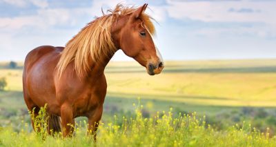 Equine colic symposium details released