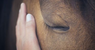 New guidelines on the safe use of analgesia in horses