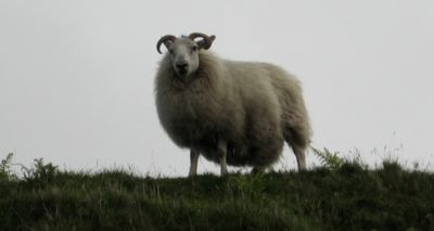 Castration of rams should be 'last resort', say vets