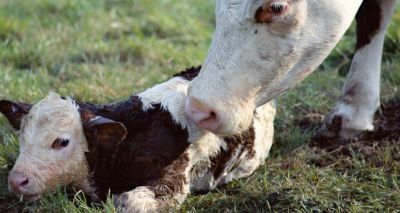 Increase magnesium before calving, cattle farmers advised
