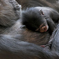 Rare chimp birth announced at Edinburgh Zoo
