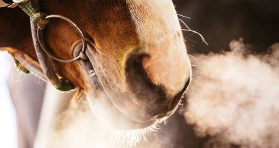 Equine inhaler receives marketing authorisation