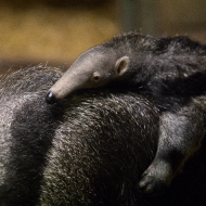 Edinburgh Zoo reveals first look at giant anteater pup