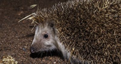 Study reveals London's hedgehog hotspots