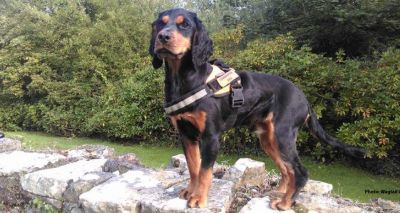 Spaniel named world's first great crested newt detection dog