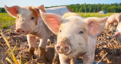 SRUC survey asks for farmers' views on animal welfare