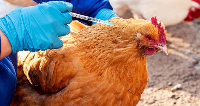 Leaky vaccines help reduce transmission of Marek's disease