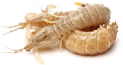 Insects and crustaceans 'more alike than we thought'