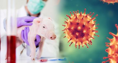 Pirbright Institute begins testing coronavirus vaccines on animals