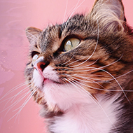 Virtual ISFM Feline Congress open for registration