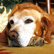 PetSavers project seeks owners of canine 'golden oldies'