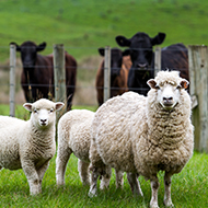 New booklet on sustainable parasite control