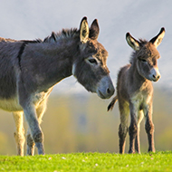 Besnoitiosis reported in UK donkeys for the first time