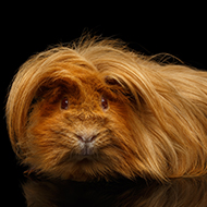 Study reveals origins of guinea pig domestication