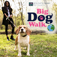 Virtual Big Dog Walk 2020 details announced