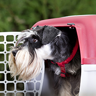 Vets call for clarity on pet travel post-Brexit