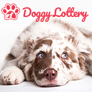 New 'DoggyLottery' to raise funds for rescue centres