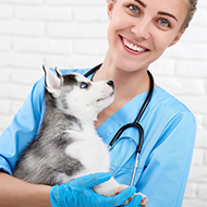 'Exceptional young vets' sought for BVA award