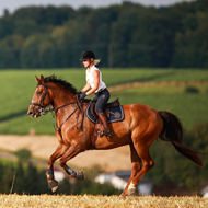 Heat affects speed of horses more than humans - study