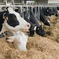 Dairy webinar to explore the power of protein