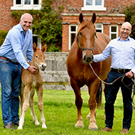 Filly birth offers hope for rare horse breed