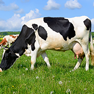 Updated advice on lactating cow intramammary antibiotics 
