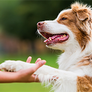 Simplyhealth announces sale of pet health division