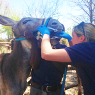 WVS launches UK equine training for veterinary students