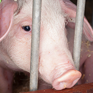 BVA calls for change on animal welfare at slaughter 