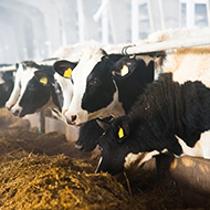 Vets launch study into <i>Mycoplasma Bovis</i> in dairy herds